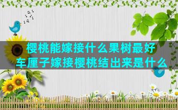 樱桃能嫁接什么果树最好 车厘子嫁接樱桃结出来是什么